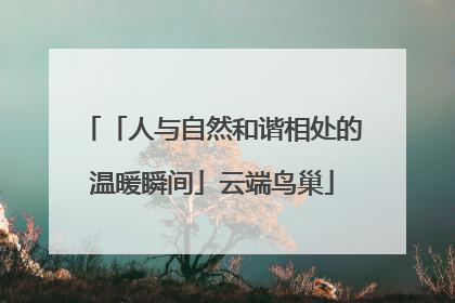 「人与自然和谐相处的温暖瞬间」云端鸟巢