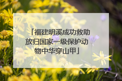 福建明溪成功救助放归国家一级保护动物中华穿山甲