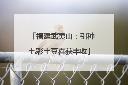 福建武夷山：引种七彩土豆喜获丰收