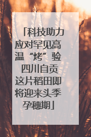 科技助力应对罕见高温“烤”验 四川自贡这片稻田即将迎来头季孕穗期