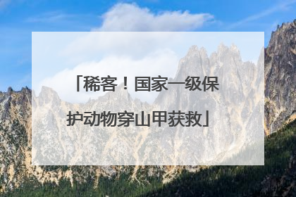 稀客！国家一级保护动物穿山甲获救