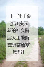 一叶千金 浙江庆元新的社会阶层人士破解荒野茶致富密码