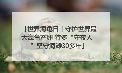 世界海龟日丨守护世界最大海龟产卵 特多“守夜人”坚守海滩30多年