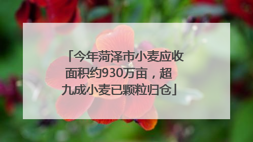 今年菏泽市小麦应收面积约930万亩，超九成小麦已颗粒归仓