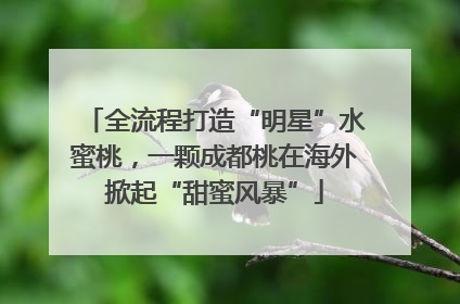 全流程打造“明星”水蜜桃，一颗成都桃在海外掀起“甜蜜风暴”