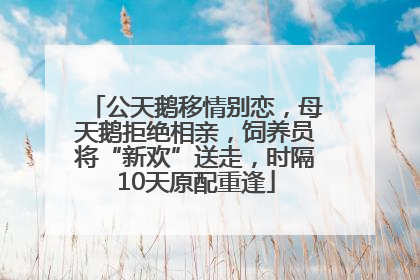 公天鹅移情别恋，母天鹅拒绝相亲，饲养员将“新欢”送走，时隔10天原配重逢