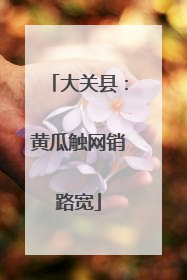 大关县：黄瓜触网销路宽