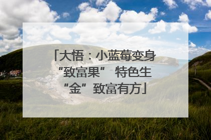 大悟：小蓝莓变身“致富果” 特色生“金”致富有方