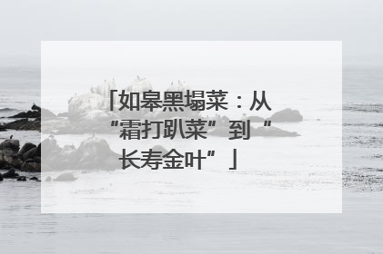 如皋黑塌菜：从“霜打趴菜”到“长寿金叶”
