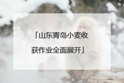 山东青岛小麦收获作业全面展开