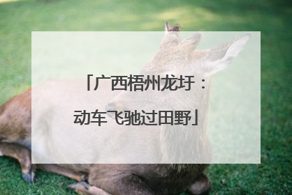 广西梧州龙圩：动车飞驰过田野