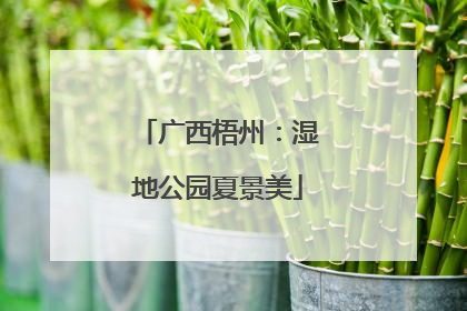 广西梧州：湿地公园夏景美