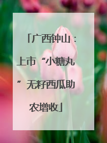 广西钟山：上市“小糖丸”无籽西瓜助农增收
