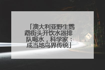 澳大利亚野生鹦鹉街头开饮水器排队喝水，科学家：成当地鸟界传统