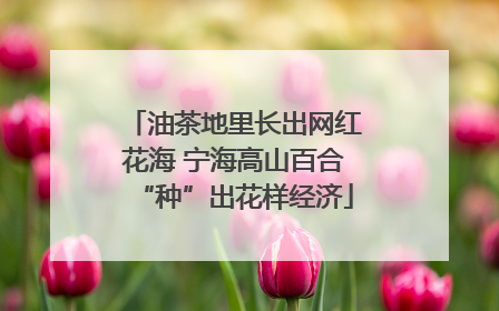 油茶地里长出网红花海 宁海高山百合“种”出花样经济