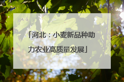 河北：小麦新品种助力农业高质量发展