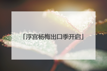 浮宫杨梅出口季开启