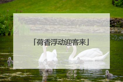 荷香浮动迎客来
