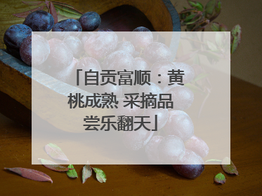 自贡富顺：黄桃成熟 采摘品尝乐翻天