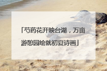 芍药花开映台湖，万亩游憩园绘就初夏诗画