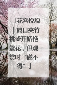 花容悦貌｜夏日夹竹桃盛开娇艳繁花，但观赏时“碰不得”