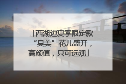 西湖边夏季限定款“臭美”花儿盛开，高颜值，只可远观