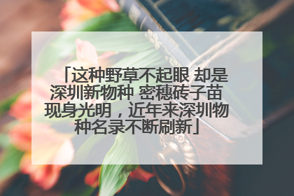 这种野草不起眼 却是深圳新物种 密穗砖子苗现身光明，近年来深圳物种名录不断刷新