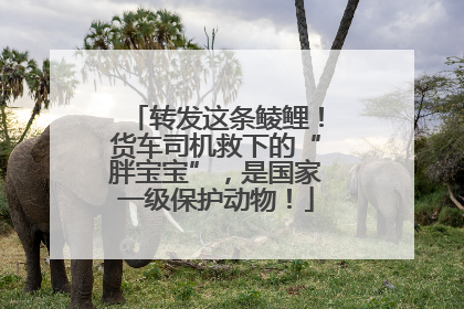 转发这条鲮鲤！货车司机救下的“胖宝宝”，是国家一级保护动物！